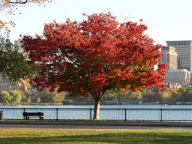 Red tree